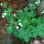 Ranunculus aconitifolius Vekstform