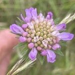 Knautia arvensis Floare