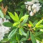 Rhododendron annae Blad