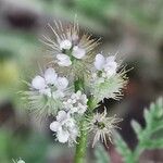 Torilis leptophylla Flor