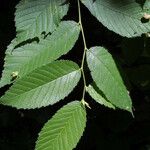 Ulmus rubra Leaf