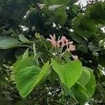 Bauhinia monandra ᱵᱟᱦᱟ