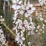 Lysimachia ephemerum Fleur