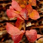 Berberis thunbergii Folla