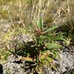 Ludwigia hyssopifolia Levél