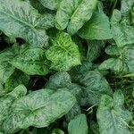 Arum italicum x Arum maculatum Hoja