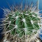 Acanthocalycium spiniflorum Hábitos