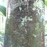 Pouteria cayennensis Kabuk