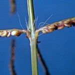 Paspalum paniculatum خشب