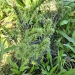 Echium italicum Folio