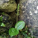 Neottia ovata Leaf