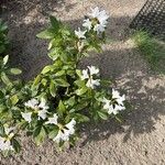 Rhododendron maximumKukka