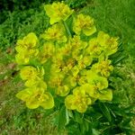 Euphorbia esula Flower