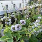 Mentha pulegium Flower