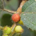 Ficus simplicissima Blüte