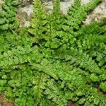 Asplenium foreziense Costuma