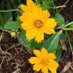 Coreopsis auriculata Kvet