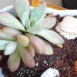 Pachyphytum kimnachii Leaf