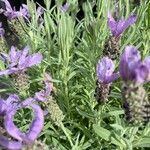 Lavandula stoechas Flower