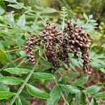 Rhus copallinum Vrucht