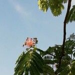 Albizia julibrissin 花