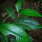 Miconia pterocaulon Fulla