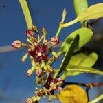 Baroniella camptocarpoides Flor