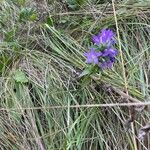 Campanula glomerata عادت داشتن