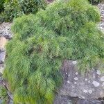 Acacia cognata Costuma