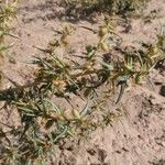 Xanthium spinosum Fruit