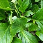 Bergenia stracheyi Deilen