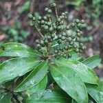 Ardisia densiflora Hábito