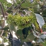 Camptotheca acuminata Frucht