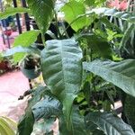 Pouteria caimito Leaf