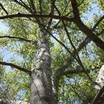 Fagus grandifolia Habitatea