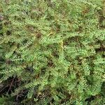 Phyllanthus caroliniensis Хабит
