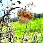 Carlina vulgaris Foglia