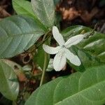 Pseuderanthemum latifoliumപുഷ്പം