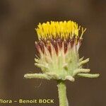 Perralderia coronopifolia Floare