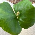 Heteranthera reniformis Leaf