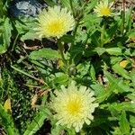 Hieracium berardianum Λουλούδι