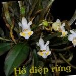 Phalaenopsis pulcherrima Fleur