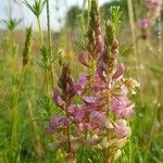 Onobrychis viciifoliaFlower