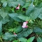 Impatiens glandulifera花