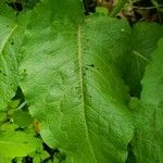 Rumex obtusifolius Levél