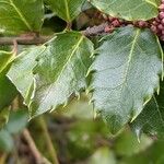 Ilex meserveae Leaf