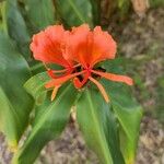 Hedychium greenii Flor