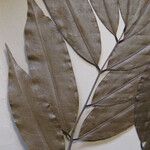 Ormosia melanocarpa Otro