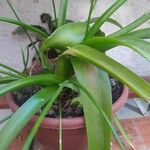 Albuca bracteata Hoja