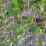 Lumnitzera racemosa Blodyn